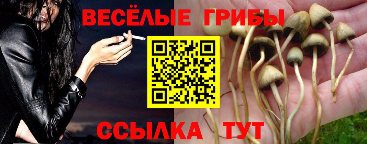 Галлюциногенные грибы Psilocybine cubensis Лабытнанги